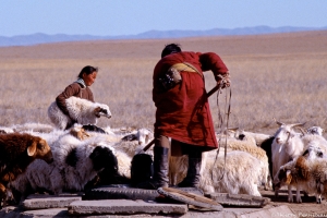 Mongolie-berger